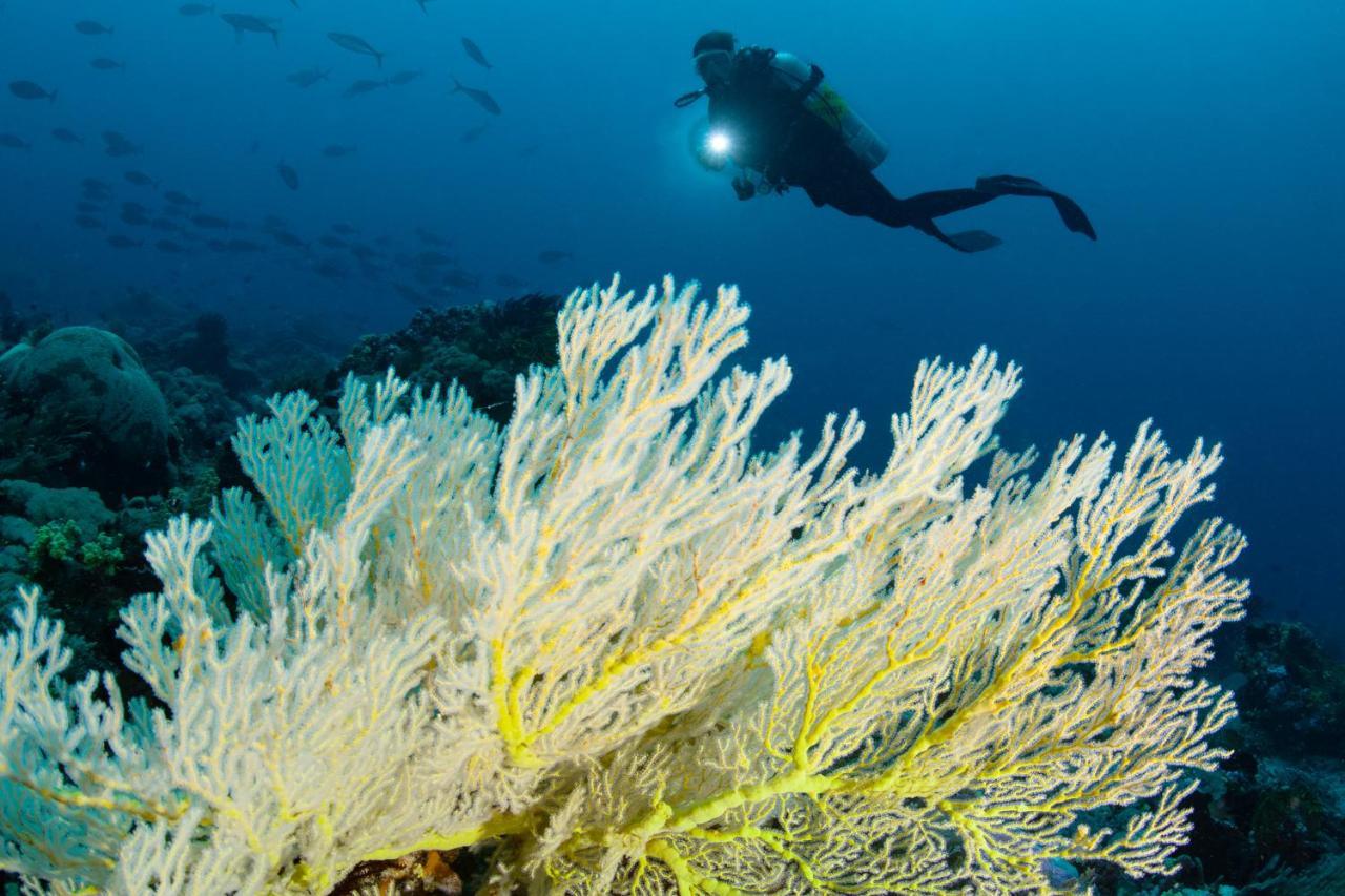 Metita Beach & Dive Resort Daruba Zewnętrze zdjęcie